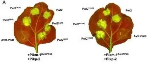 A new method for protection from plant pathogens could help support global food security.  3