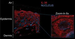 A new model to explore the epidermal renewal