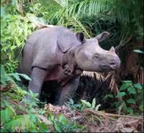 A new name for one of the world's rarest rhinoceroses 2