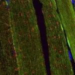 A new reporter mouse line to detect mitophagy changes during muscle tissue loss