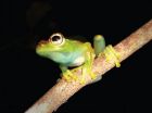 A new species of endemic treefrog from Madagascar