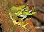 A new species of endemic treefrog from Madagascar 2