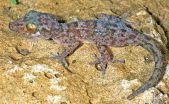 A new species of nocturnal gecko from northern Madagascar