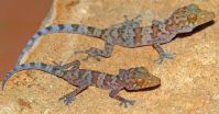 A new species of nocturnal gecko from northern Madagascar 2