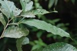 A new species of Oak hidden away in the greenery of Ton Pariwat Wildlife Sanctuary