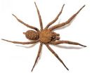 A new spider species from Mexico uses soil particles for camouflage