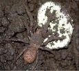 A new spider species from Mexico uses soil particles for camouflage 2