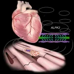 A new therapeutic target for a lethal form of heart failure: ALPK2