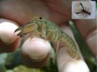 A new tiny species of crayfish from the swamps of coastal eastern Australia