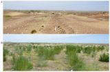 A new tree-planting technique for ecological control of desert