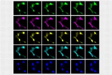 A new way to see the activity inside a living cell