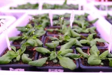 A newly identified protein confers drought tolerance to plants