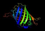 A non-invasive intracellular thermometer with fluorescent proteins has been created