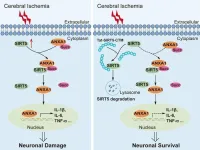 A novel cell-penetrating peptide exerts therapeutic effects against ischemic stroke