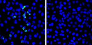 A novel defense mechanism for SARS-CoV-2 discovered