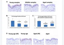 A novel peptide ‘T14’ reflects age and photo-aging in human skin