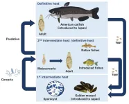 A parasite introduced from Mainland China invades parts of the Tone River system