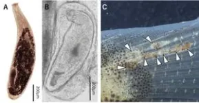 A parasite introduced from Mainland China invades parts of the Tone River system 2