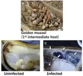 A parasite introduced from Mainland China invades parts of the Tone River system 3