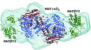 A possible pathway for inhibiting liver and colon cancer is found