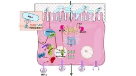 A potential pathway may guide new therapies for inflammatory bowel disease and other inflammatory diseases