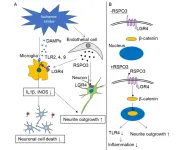 A potential pathway to improved stroke recovery