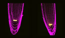 A protein complex from plant stem cells regulates their division and response to stress