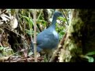 A revealing new look at the secretive black tinamou