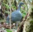 A revealing new look at the secretive black tinamou 2