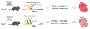 A ribosomal traffic jam that breaks the heart