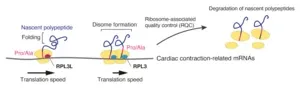 A ribosomal traffic jam that breaks the heart 3