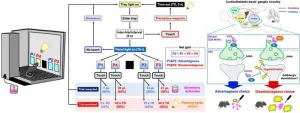 A risky business: Why do some Parkinson’s disease treatments affect decision making?