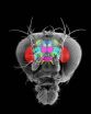 A road map -- and dictionary -- for the arthropod brain