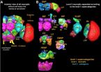 A road map -- and dictionary -- for the arthropod brain 3