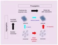 A secret passage for mutant protein to invade the brain 2