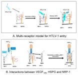 A sight for sore eyes: Anti-VEGF treatment in an ocular model of viral infection