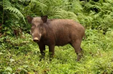 A silver swining: Destructive pigs help build rainforests