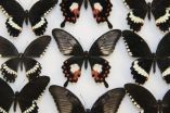 A single gene, doublesex, controls wing mimicry in butterflies 2