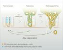 A single gene turns colorectal cancer cells back into normal tissue in mice 2