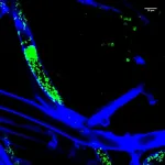 A single molecule upsets symbiosis