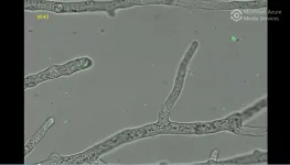 A single molecule upsets symbiosis 2