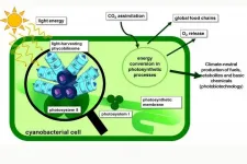 A small protein in bacteria overlooked up to now