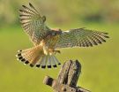 A small vortex on the wing makes the elegance of birds flight