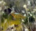 A snapshot of pupfish evolution in action