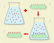 A solid solvent for unique materials