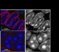 A*STAR scientists groundbreaking discovery of nucleus structure crucial to understanding diseases