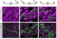 A stealth fungus has decimated North American bats but scientists may be a step closer to treating white-nose syndrome 2