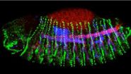 A study using Drosophila flies reveals new regulatory mechanisms of cell migration 2