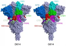 A sturdier spike protein explains the faster spread of coronavirus variants