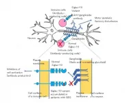 A subtle change in the DNA may predispose to polyneuropathy after gut infection